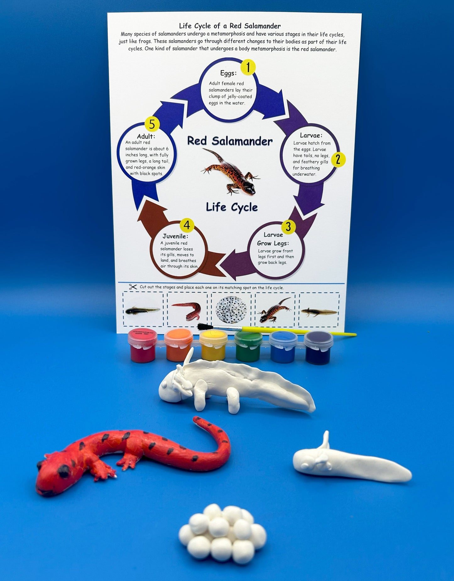 Clay Salamander Life Cycle Project