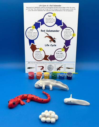 Clay Salamander Life Cycle Project