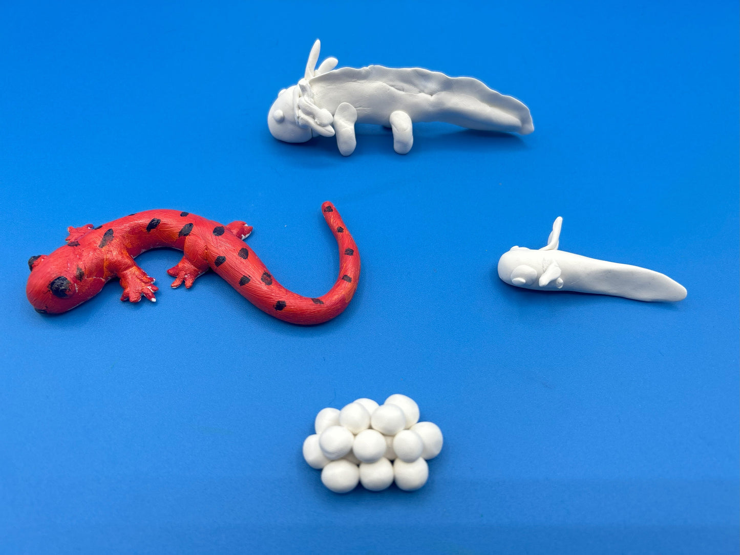 Salamander Life Cycle Project