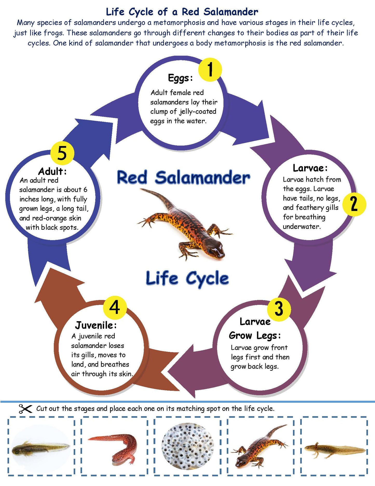 Salamander Life Cycle