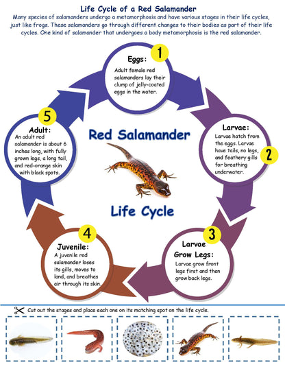Salamander Life Cycle