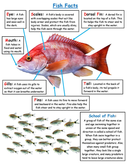 Fish Fact Board Kids