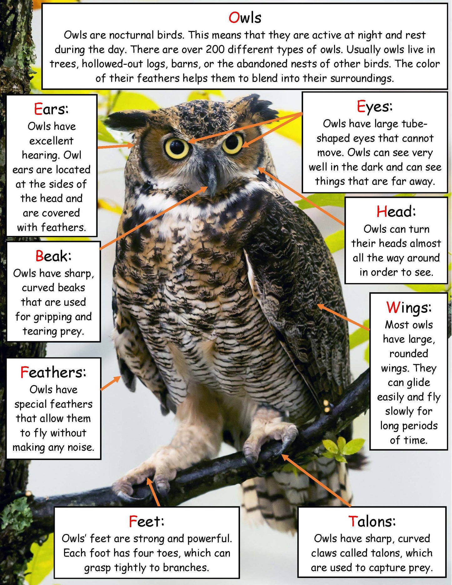 Ivy Kids Kit - Good-Night, Owl!