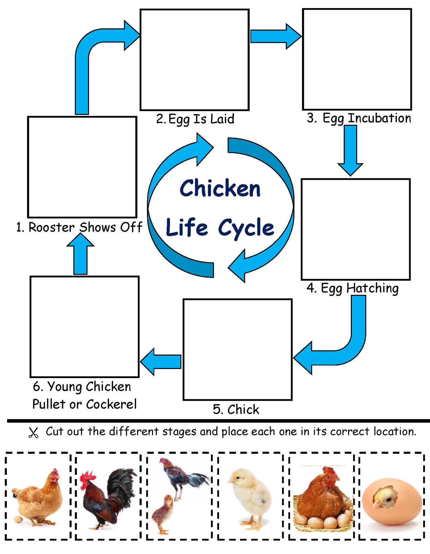 Rooster Life Cycle Facts for Kids STEM