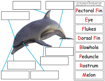 Ivy Kids Kit - If a Dolphin Were a Fish