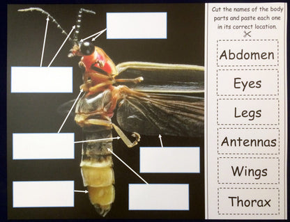 Science Activity - Learn about Fireflies Inspired by The Very Lonely Firefly by Eric Carle