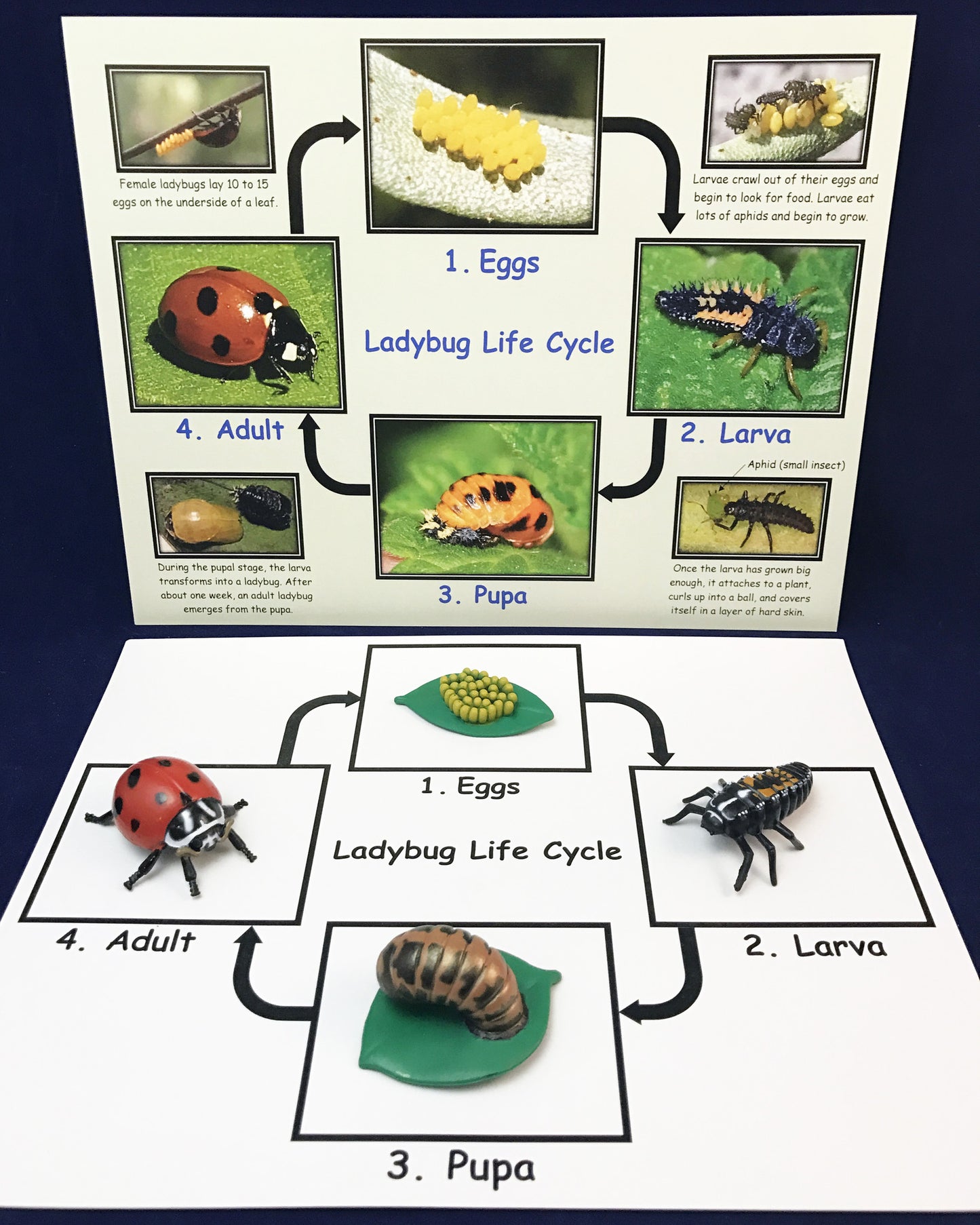 Ivy Kids Kit - Are you a Ladybug?