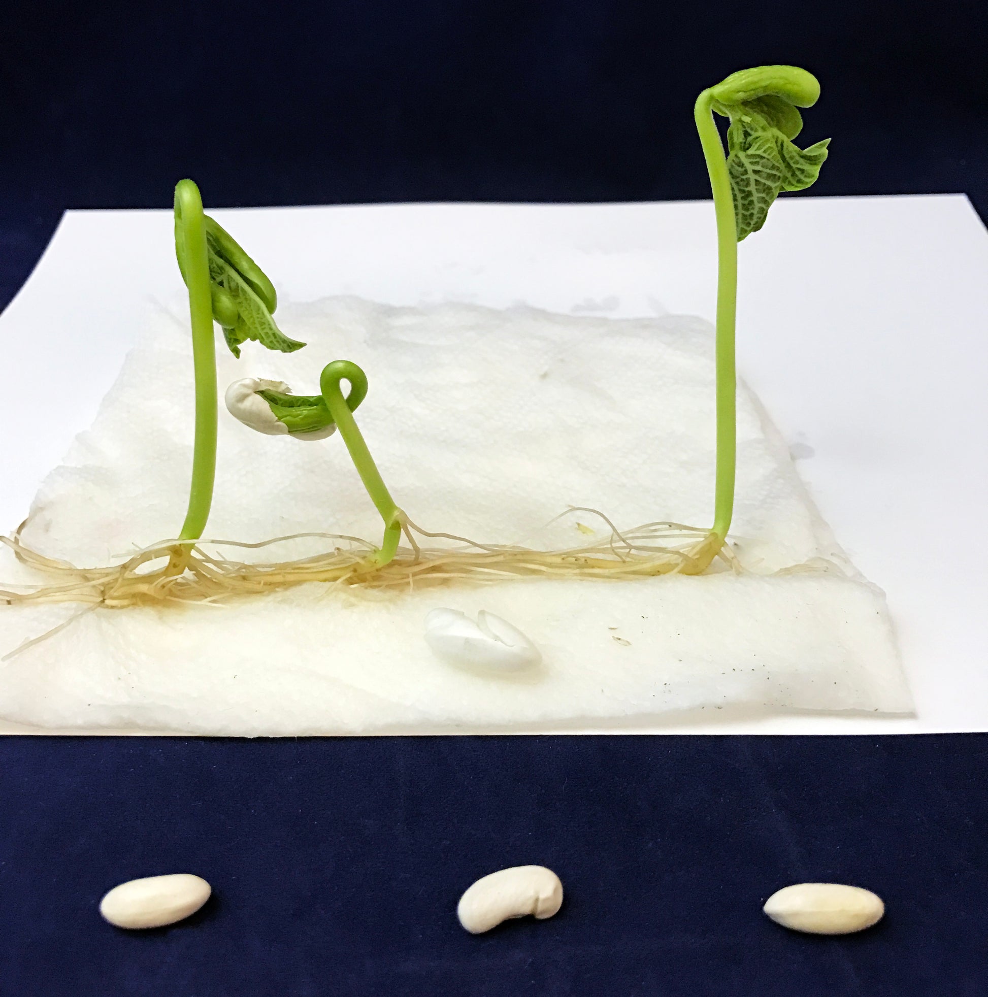 green bean germination bean plant