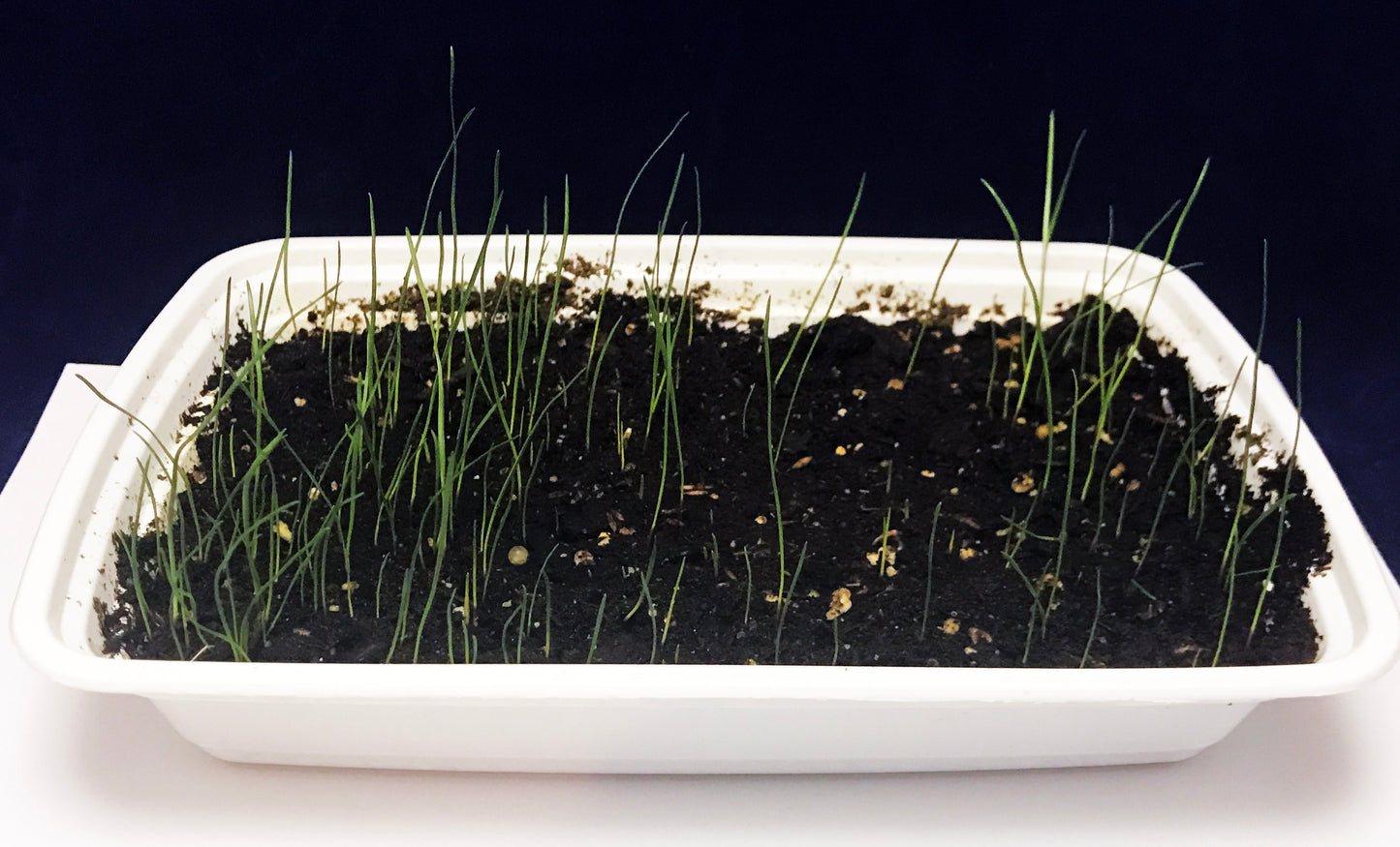 Grow your own grassland African Savanna science project 