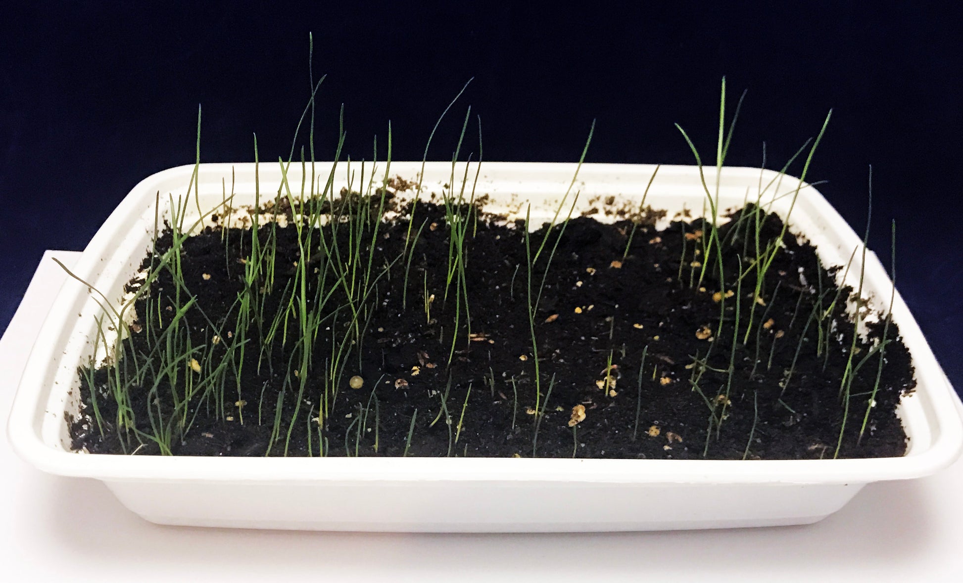 Grow your own grassland African Savanna science project 