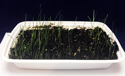 Grow your own grassland African Savanna science project 
