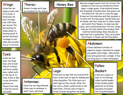 Bee facts for kids