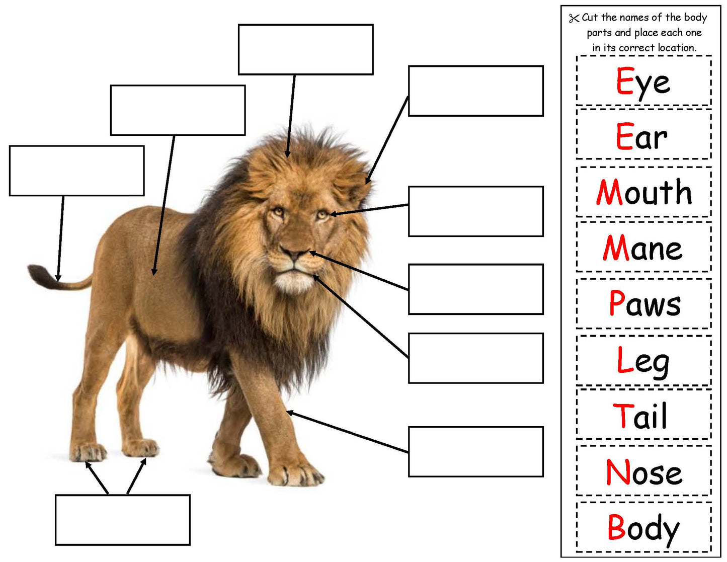 Lion body parts