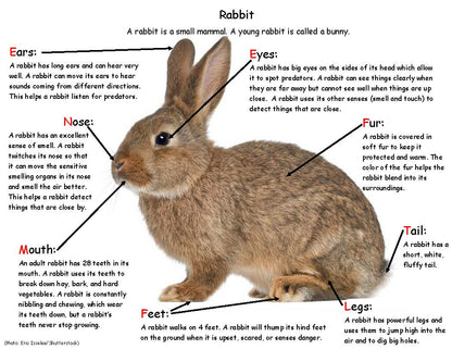 Bunny Facts - Rabbit body parts